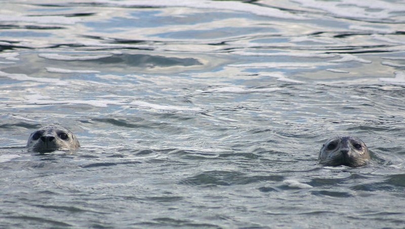 Harbor Seals in Siletz Bay