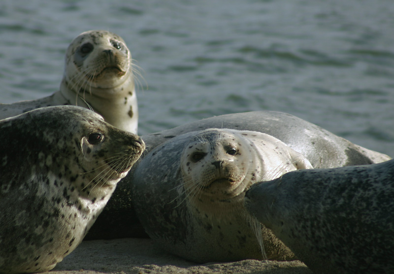 Harbor Seals at Salishan