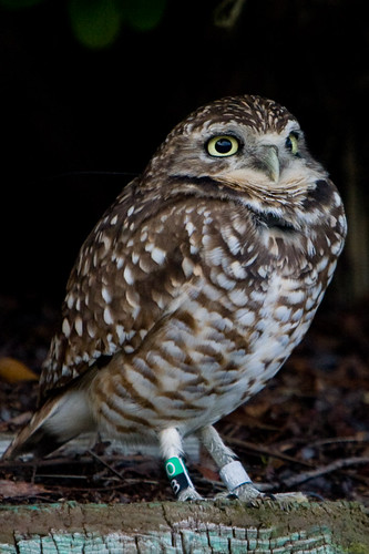 Burrowing Owl