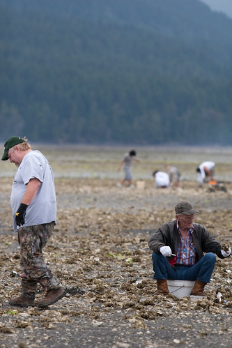 Clamming on hood canal