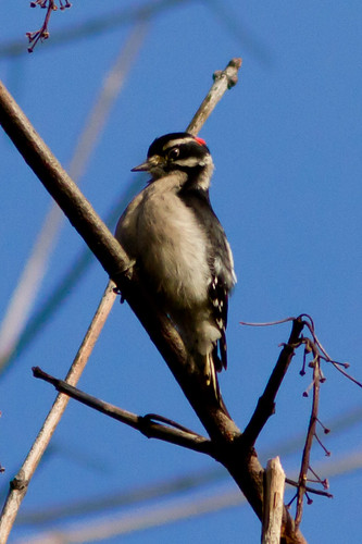 Downy Woodpecker