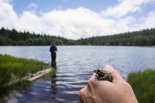 Frog at Timothy Lake