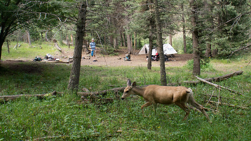Doe in our camp at Black Mountain