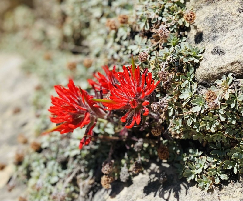 Indian paintbrush