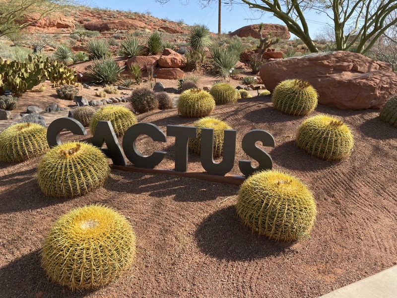 cactus-area.jpeg