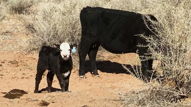 cows-in-the-wash.jpeg