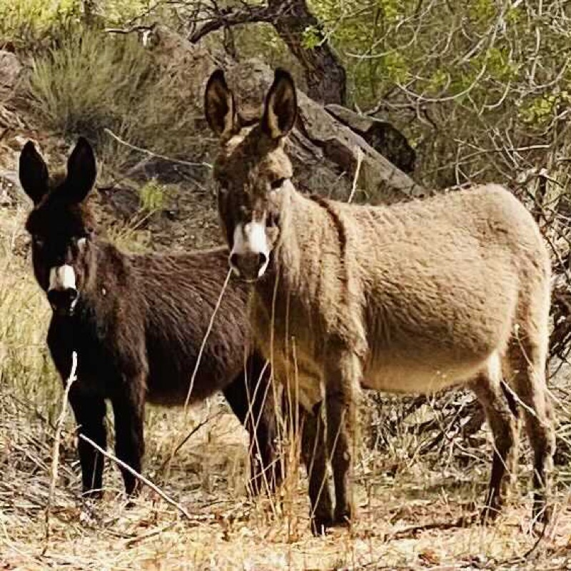 Burros in the canyon