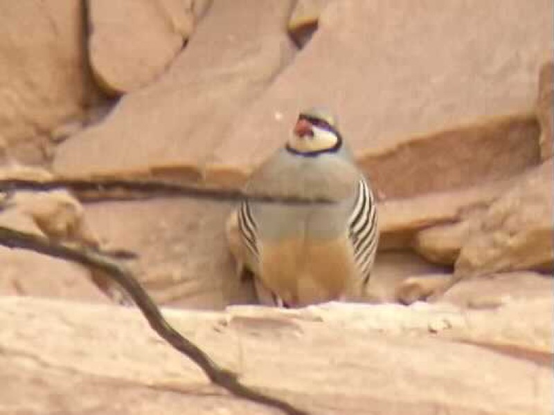 Chukar partridge