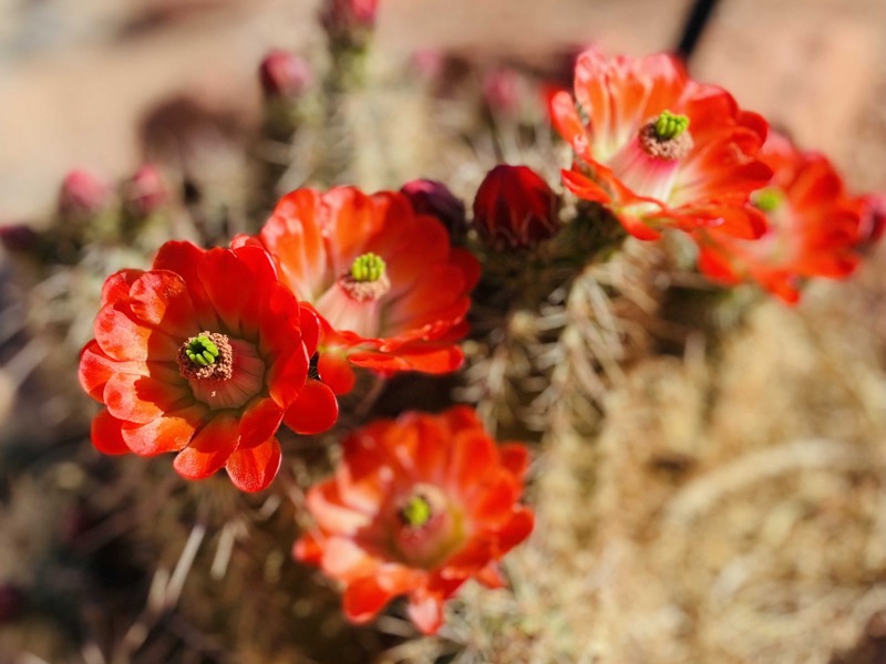 Claretcup flower bunch