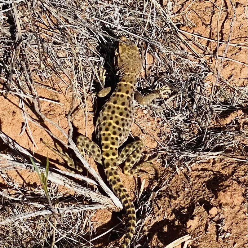 Leopard lizard