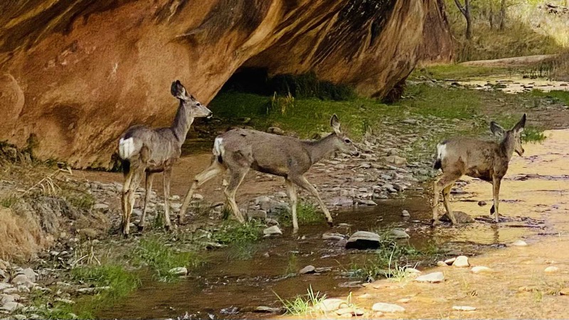 Mule deer crossing stream in Coyote Gulch