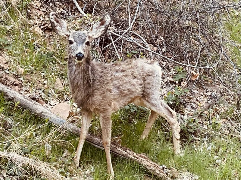 Mule deer in Zion