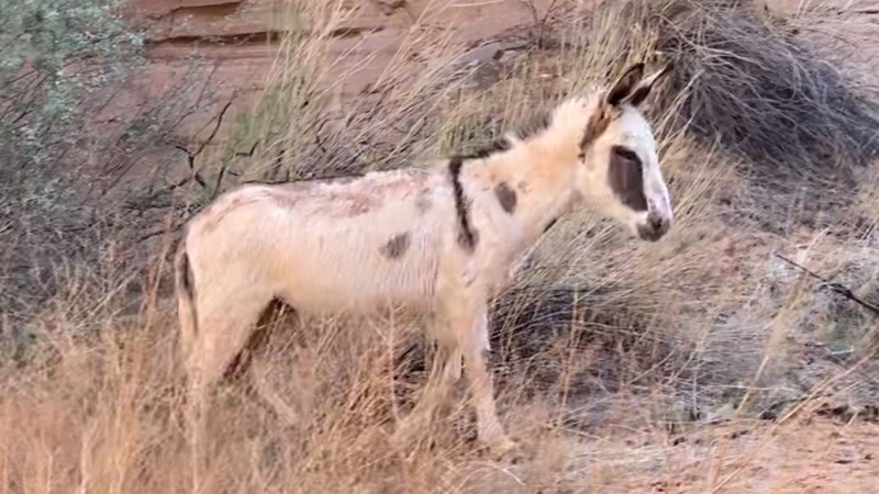 White burro in canyon