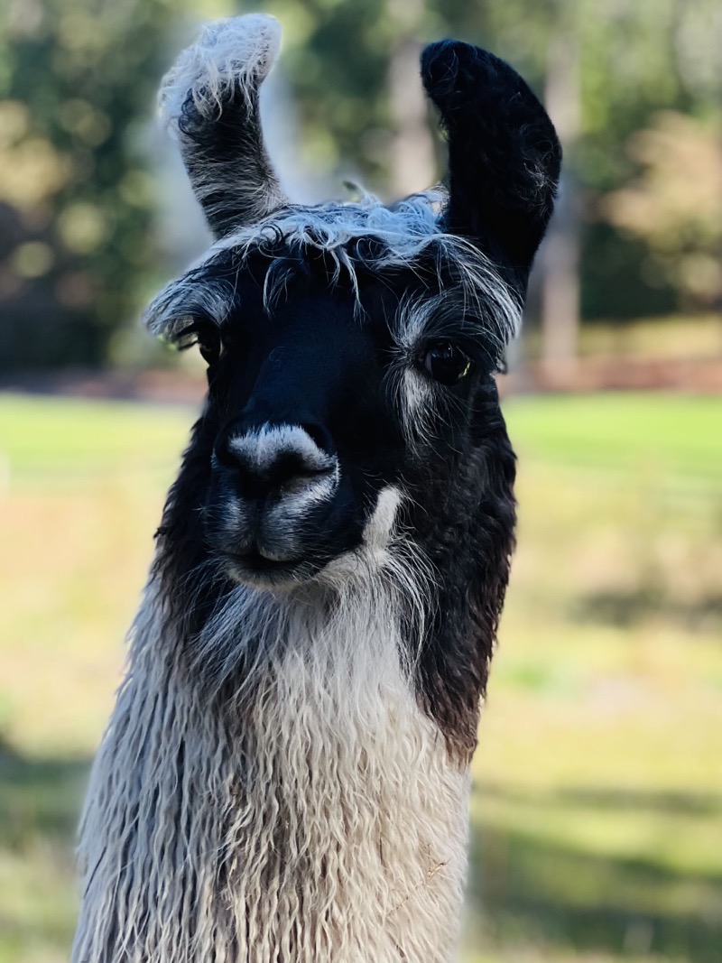 Our Llama friend!