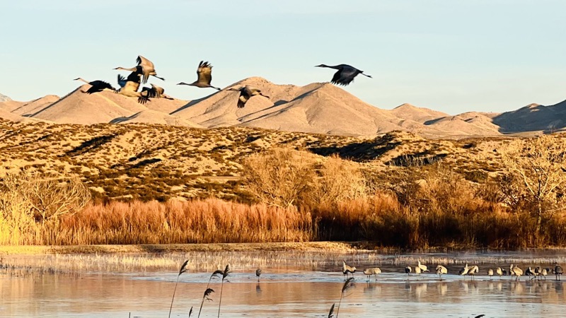 Cranes taking flight