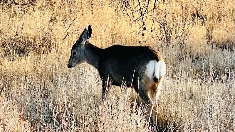 Mule deer doe 