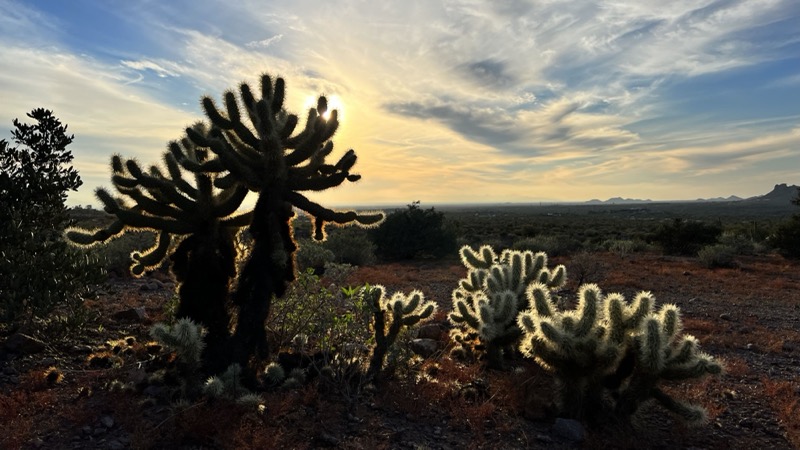 Sunset cactus
