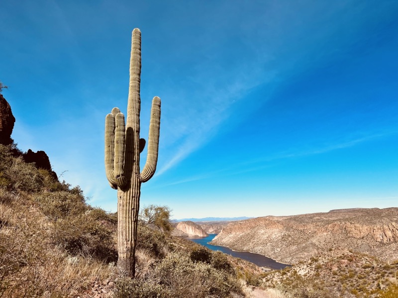 Saguaro in Boulder canyon