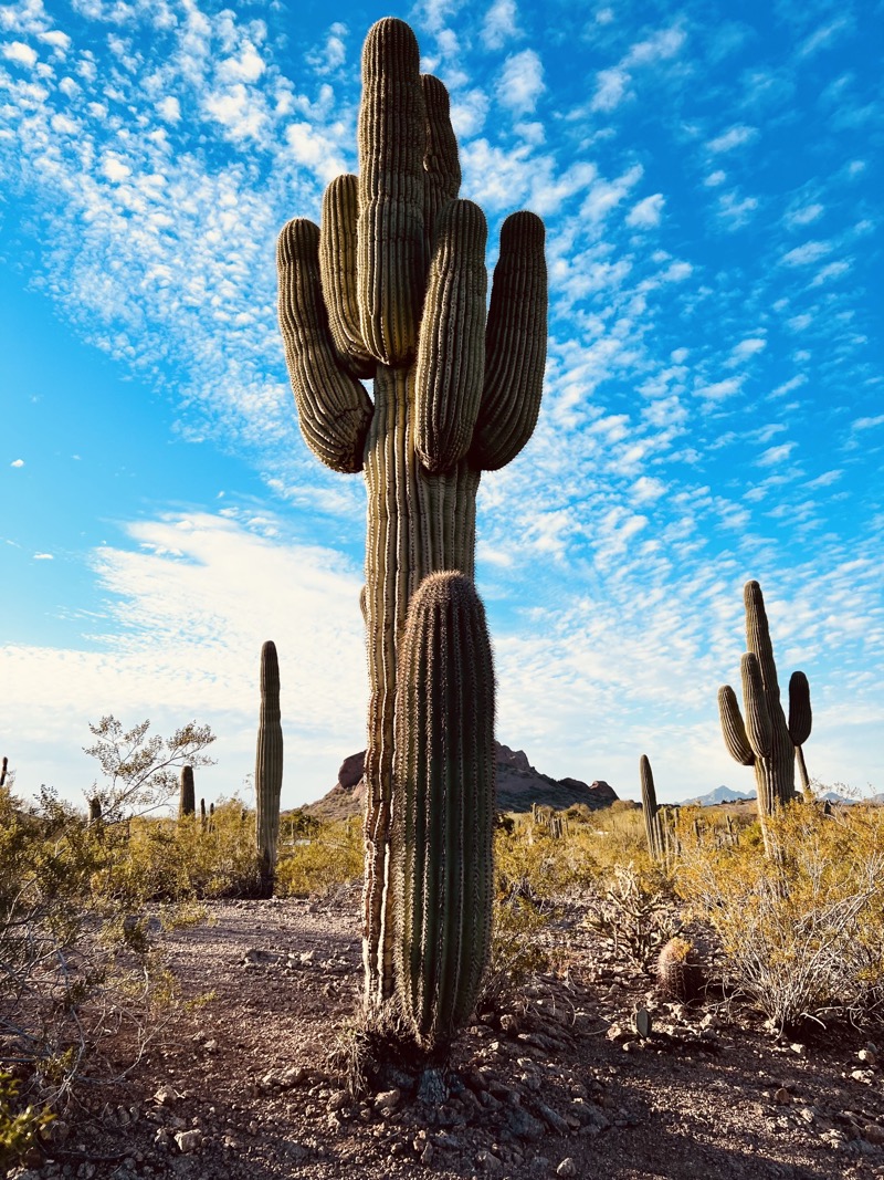 Cactus