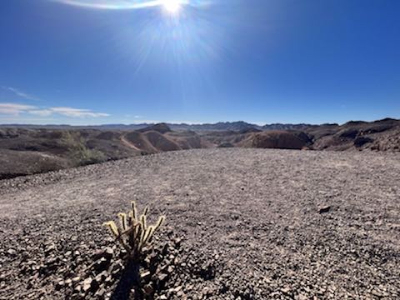 Cholla on desert trail