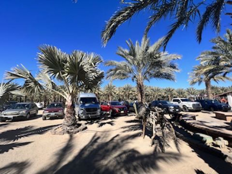 Date palms at the farm