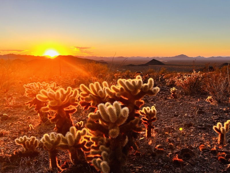 Chollas at sunset