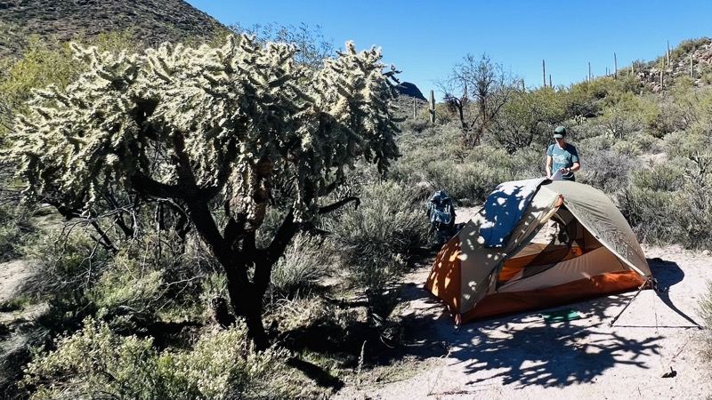 Our tent by the cholla