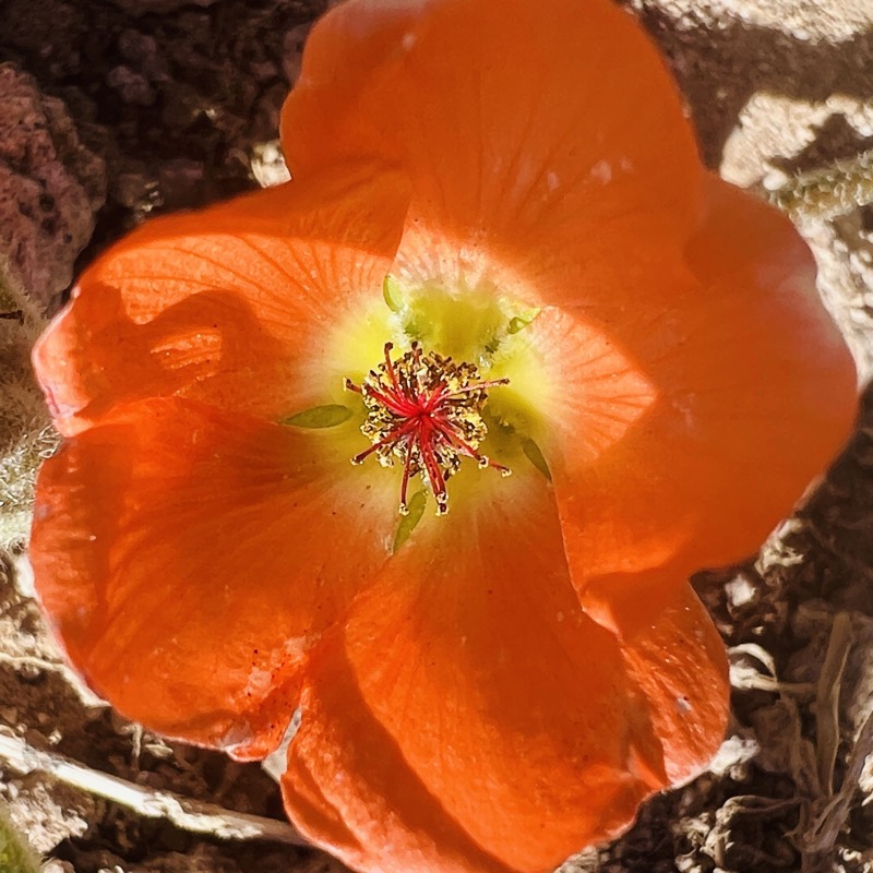 Desert globe mallow