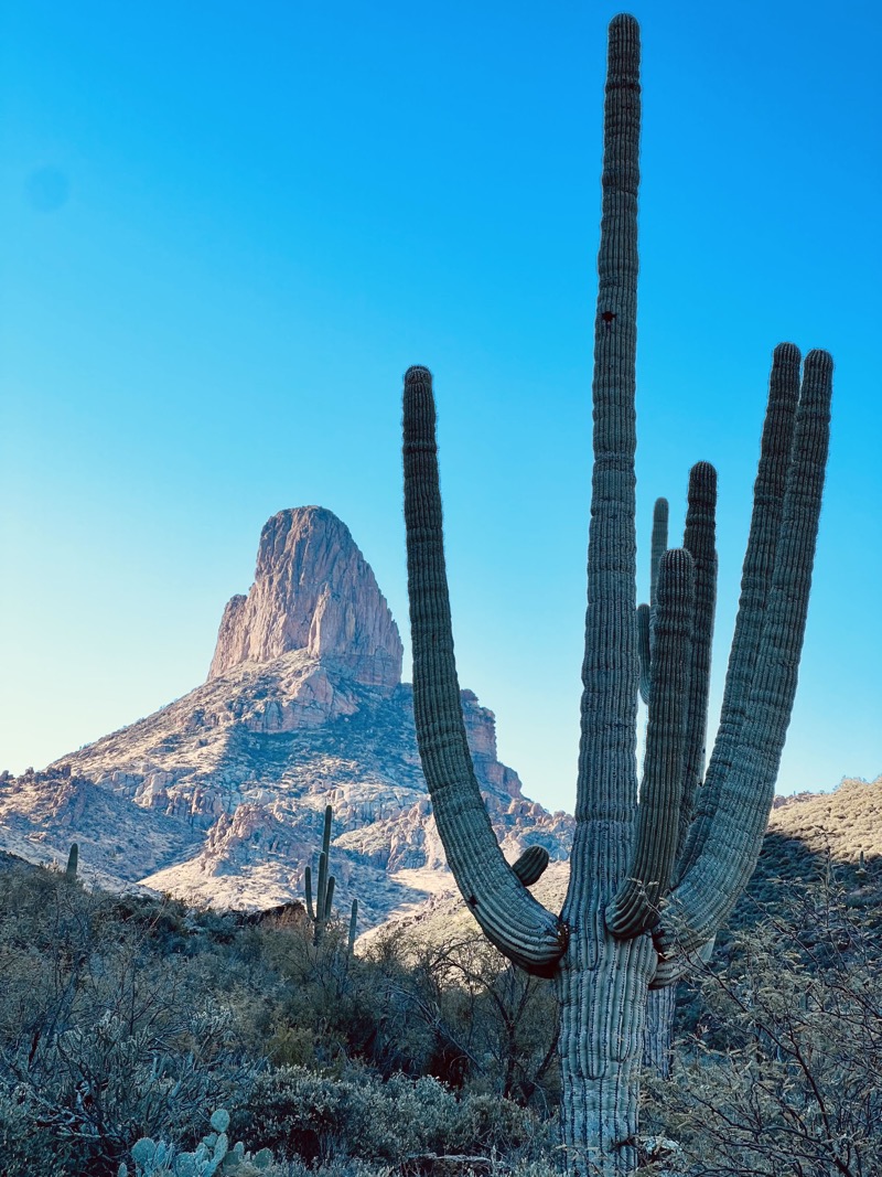 Weaver’s Needle and saguaro