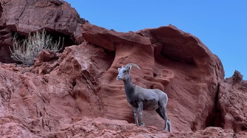 Bighorn sheep on the rocks