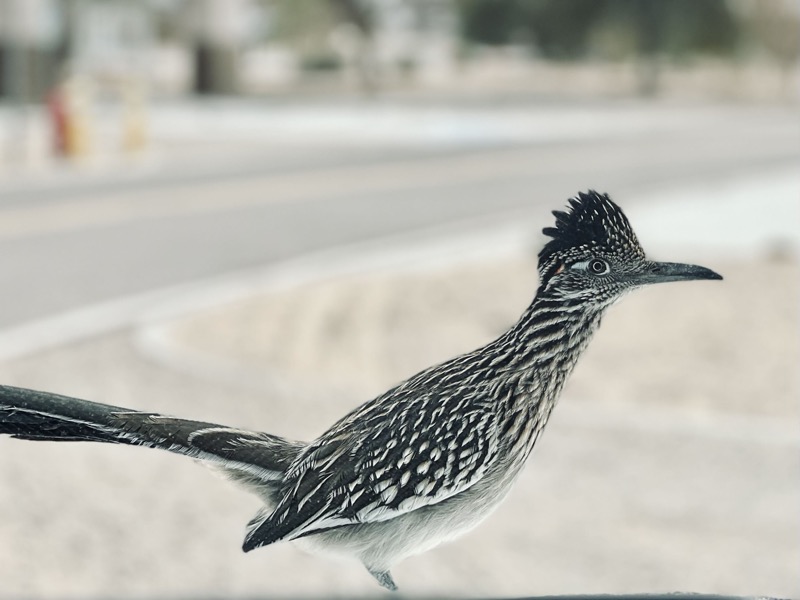 Greater roadrunner on our dash