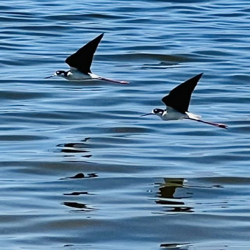 Black-necked stilts