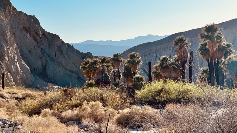 Palms in the canyon