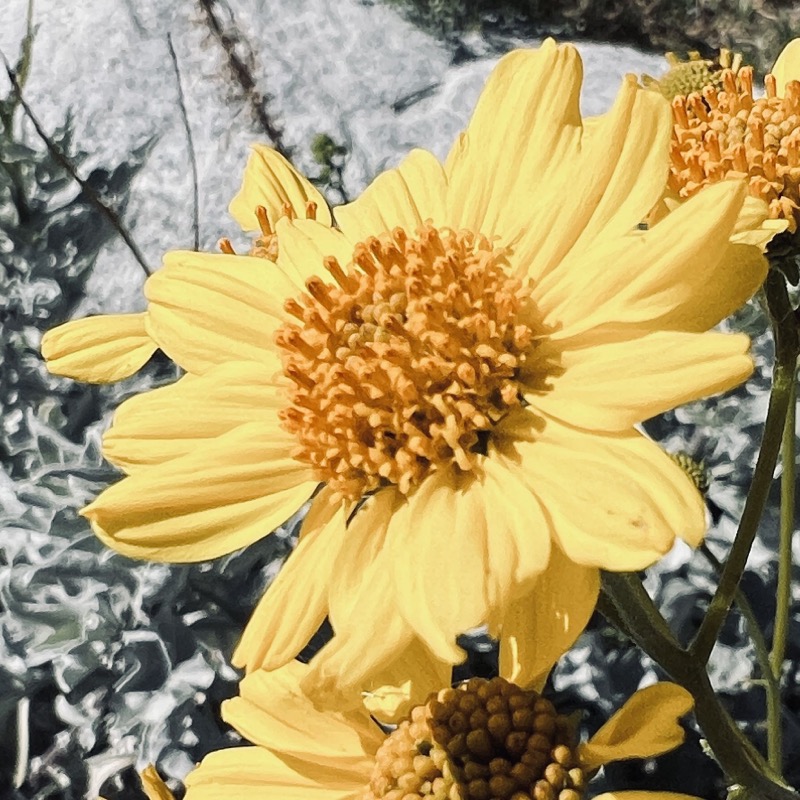 Brittlebush flower