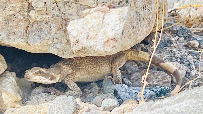 Chuckwalla under a rock