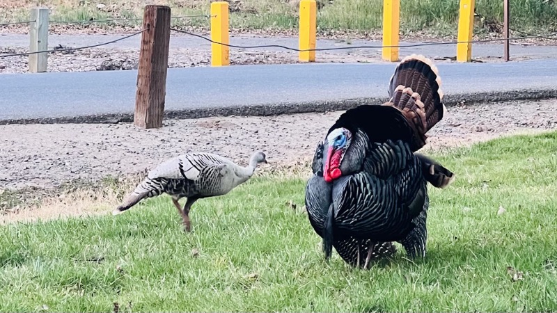 Wild turkeys