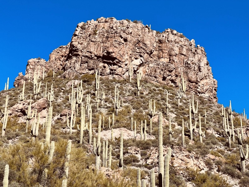 Hillside full of saguaro