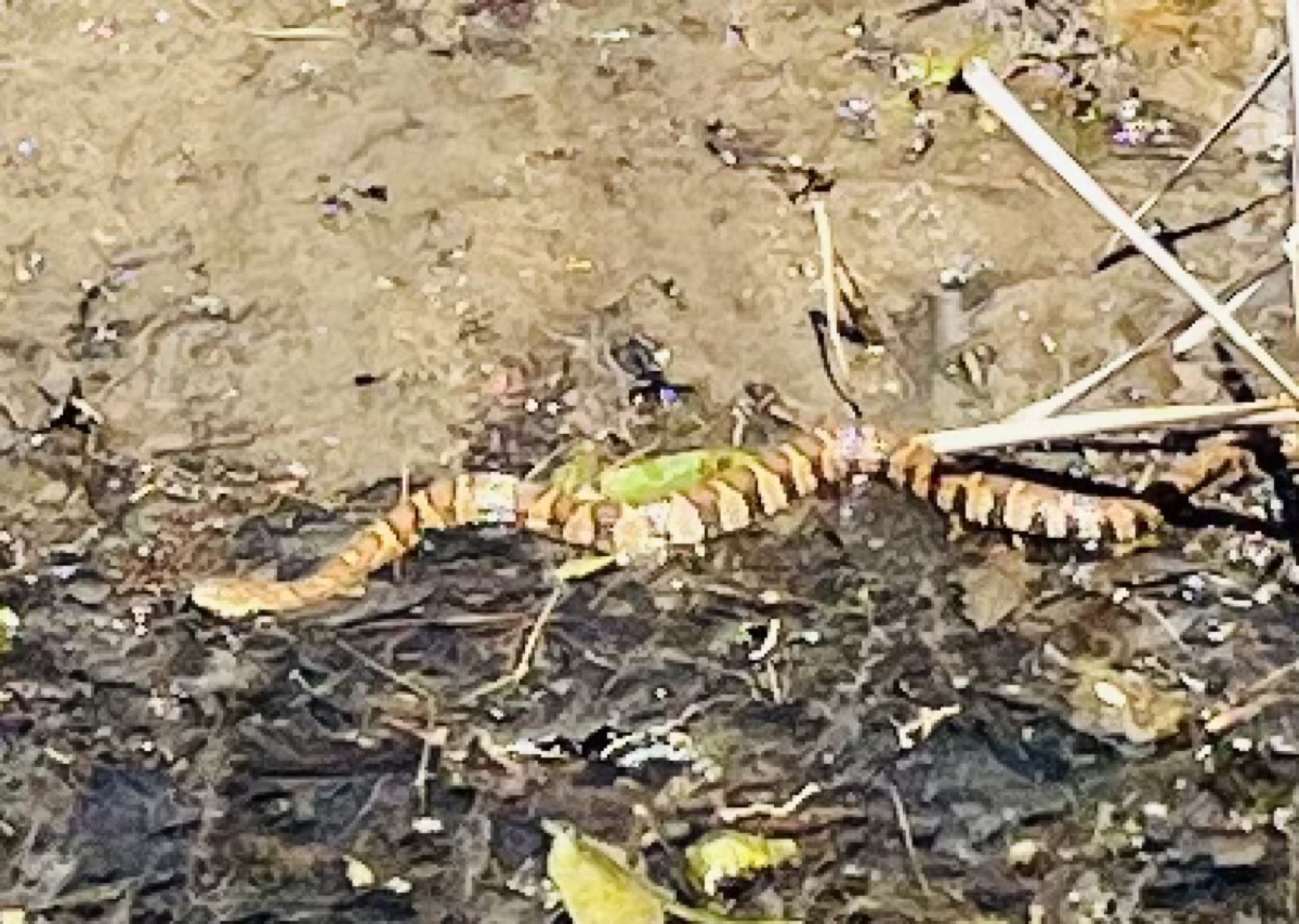 Brown water snake in the creek