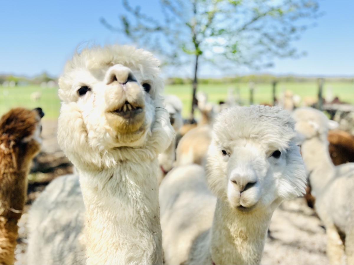 Female alpacas up close