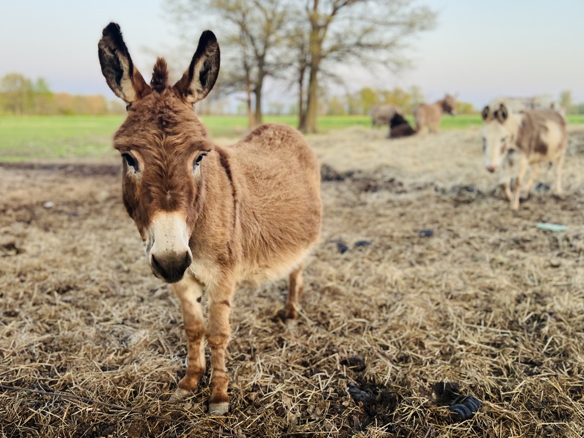 Friendly donkey