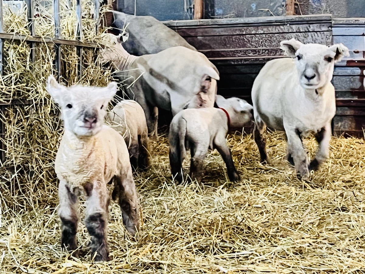 Lamb in the barn