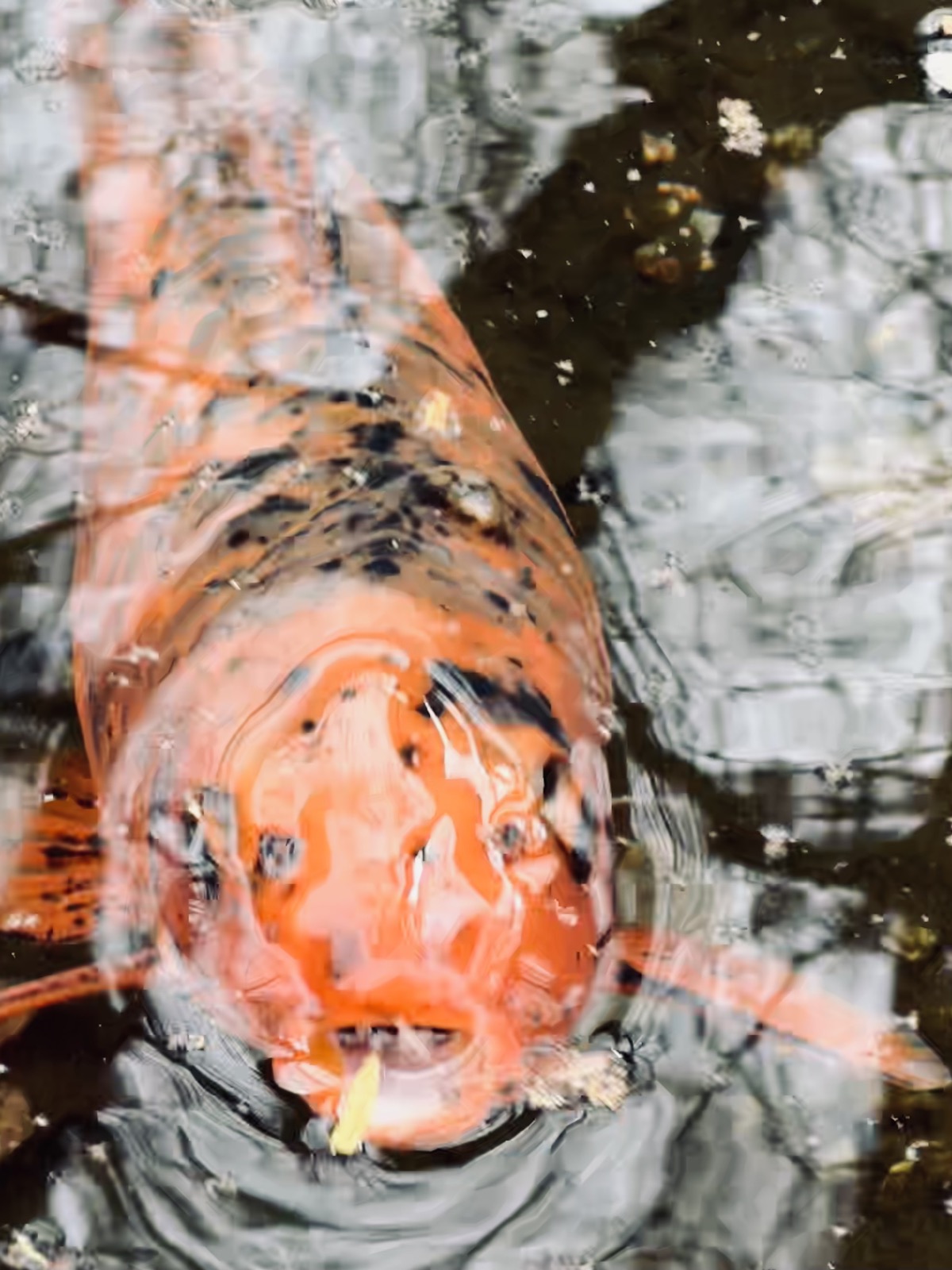 Lonely and hungry carp