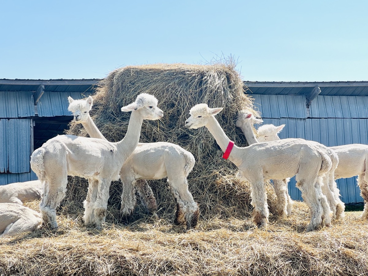 Male alpacas on hay stack