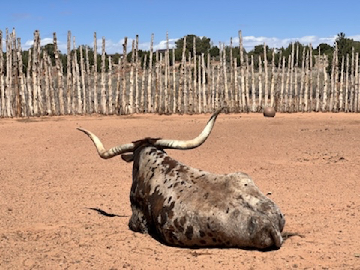 Steer avoiding eye contact