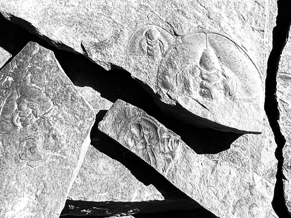 Trilobite fossils