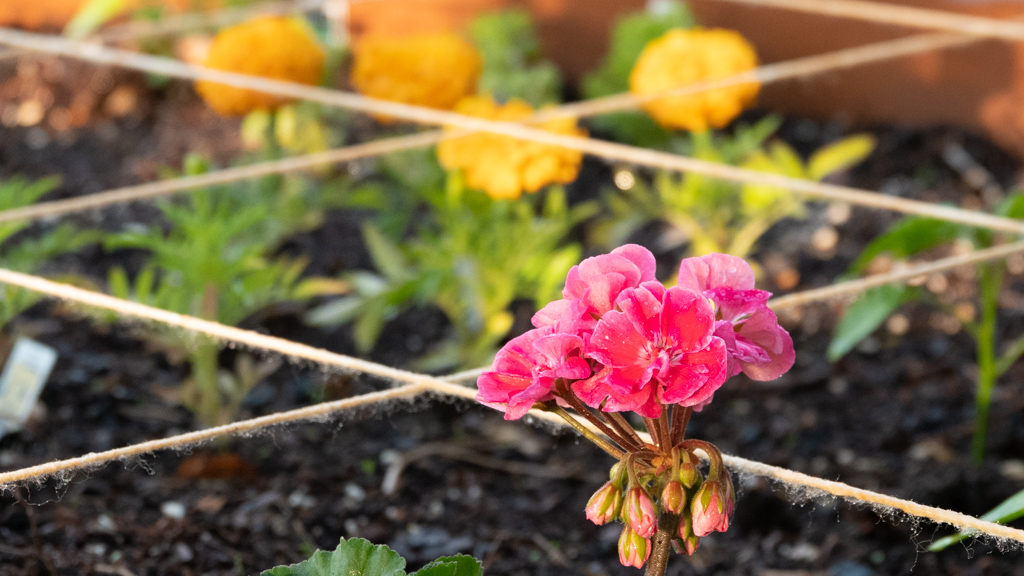 Garden geranium