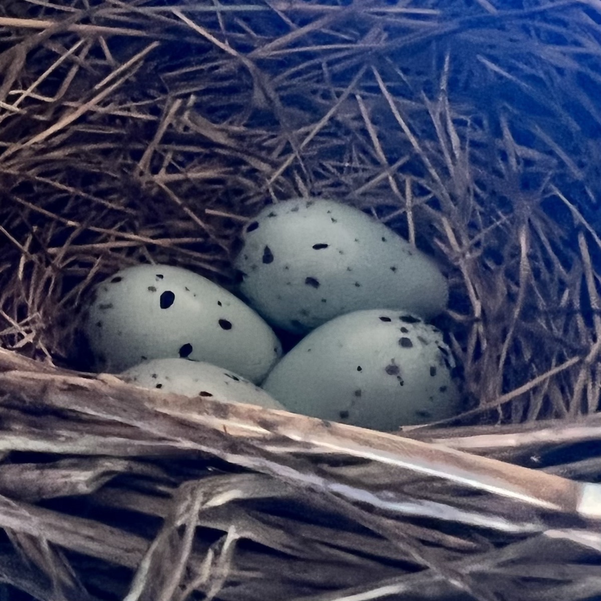 Grackle eggs