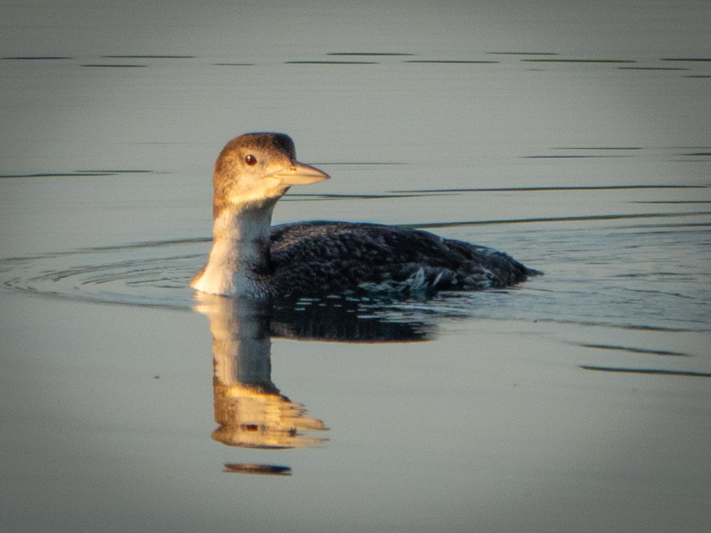 Common loon, non-breeding