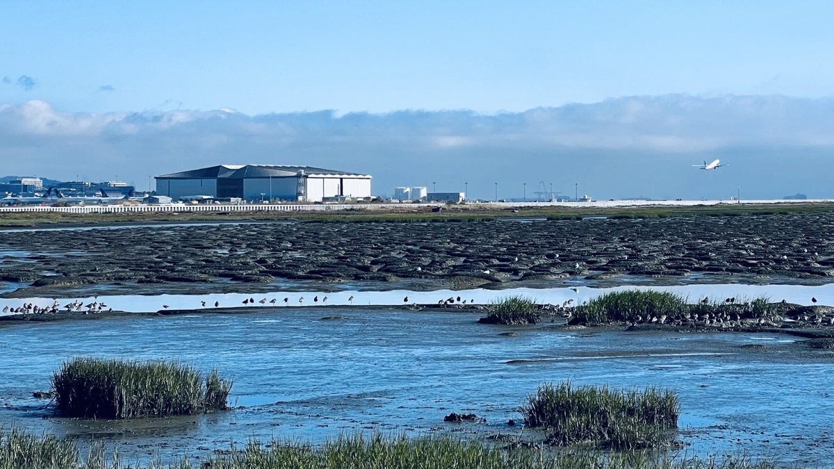 Big and little birds near the San Francisco bay