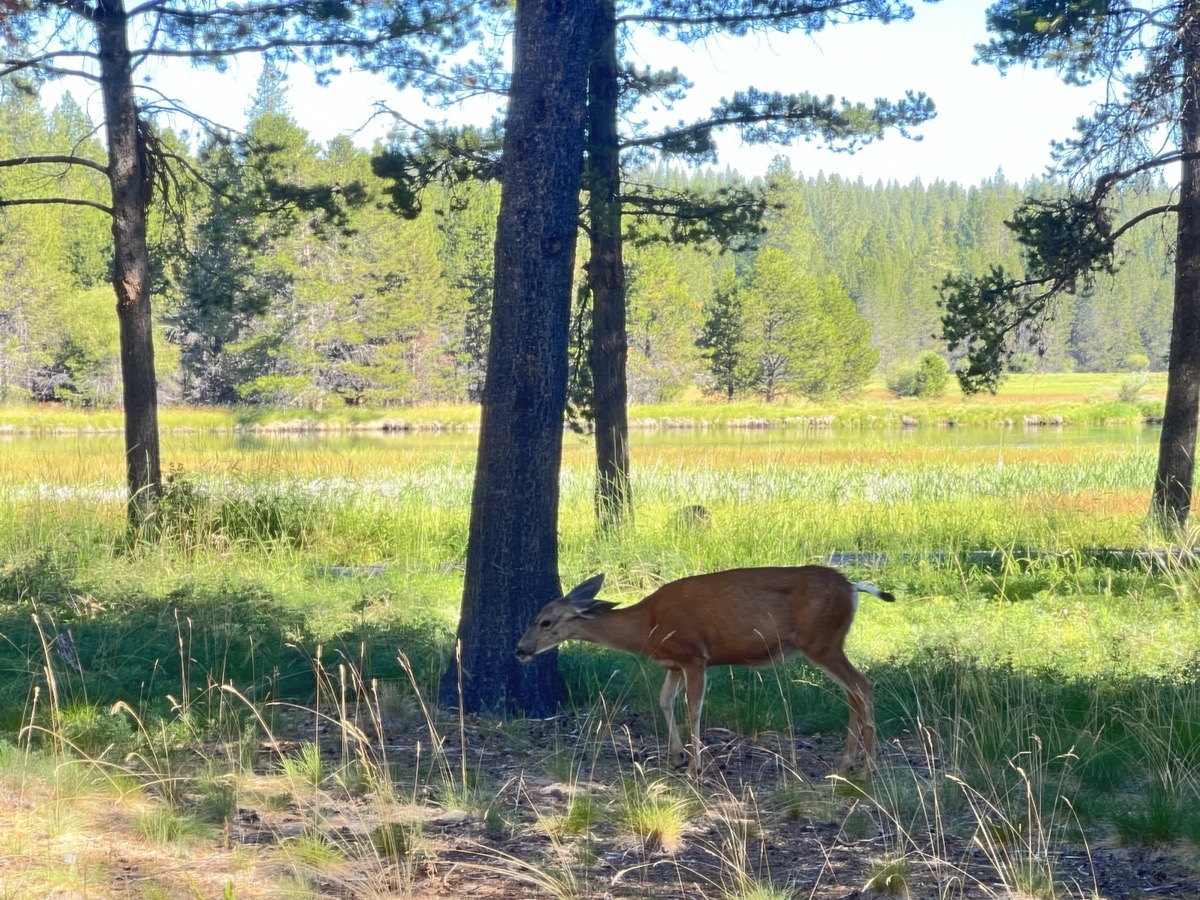 Deer outside the window